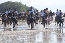 Keren, Ribuan Kuda Sandel Penuhi Pantai Walakiri